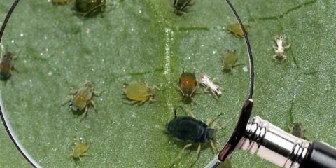 Efikasno suzbijanje lisnih uši na šljivi i drugim voćkama